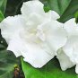 1 Quart Plant - Tabernaemontana coronaria - Butterfly Gardenia #ggvm5