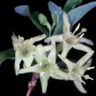 8 seeds - Lonicera utahensis - Rocky Mountain Honeysuckle Plant #ggvm5