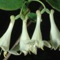 8 seeds - Lonicera utahensis - Rocky Mountain Honeysuckle Plant #ggvm5