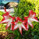 10 seeds - Amaryllis Hippeastrum Jaguar Plant #ggvm5