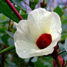 5 seeds - Hibiscus sabdariffa 'Green Senegalese' Plant #ggvm5
