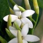 5 seeds - Atractocarpus Randia fitzalanii Native Gardenia Plant #ggvm5
