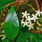 5 seeds - Atractocarpus Randia fitzalanii Native Gardenia Plant #ggvm5