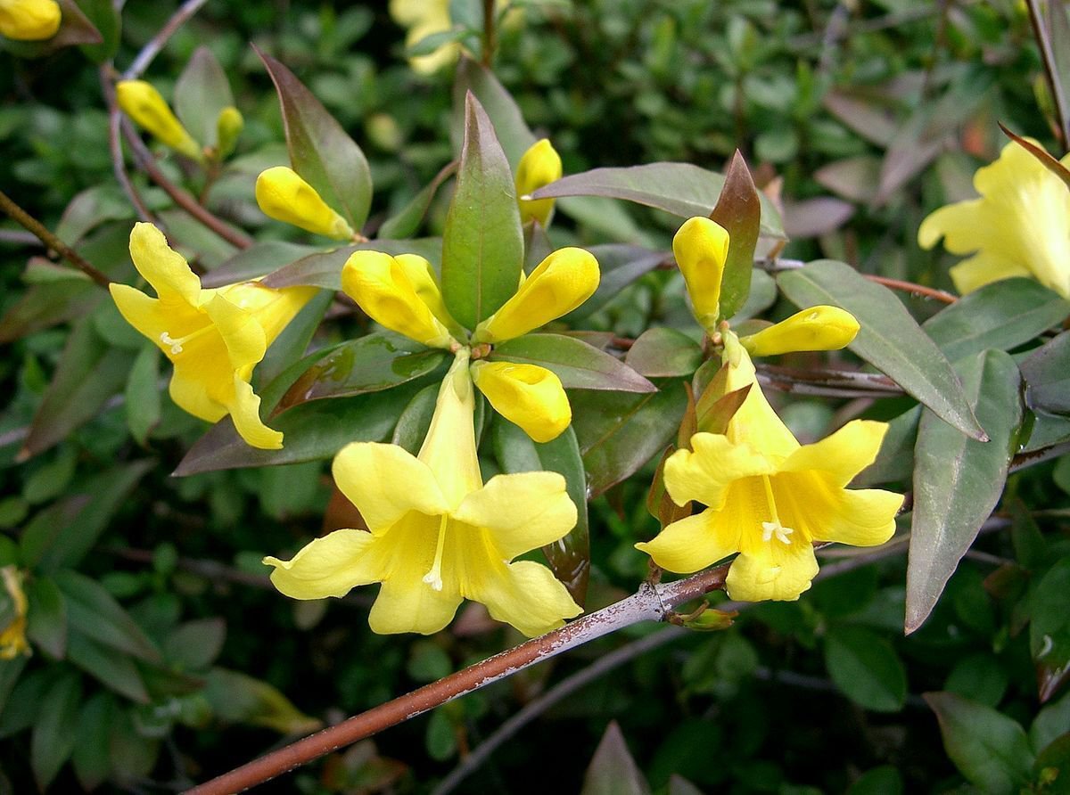 10 seeds - Gelsemium sempervirens - Carolina Jasmine Vine Plant #ggvm5