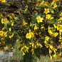 10 seeds - Gelsemium sempervirens - Carolina Jasmine Vine Plant #ggvm5