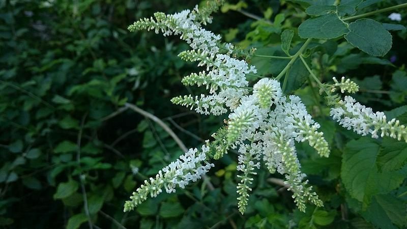 20 seeds - Buddleja asiatica. White butterfly bush - Winter lilac Plant #ggvm5