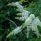 20 seeds - Buddleja asiatica. White butterfly bush - Winter lilac Plant #ggvm5