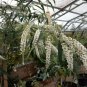 20 seeds - Buddleja asiatica. White butterfly bush - Winter lilac Plant #ggvm5