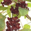 10 seeds - Akebia trifoliata - Purple Chocolate Vine Plant #ggvm5