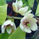 10 seeds - Michelia figo Banana Shrub Plant #ggvm5