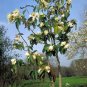 10 seeds - Michelia figo Banana Shrub Plant #ggvm5