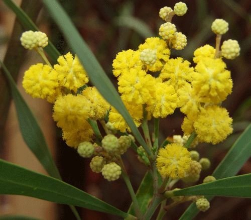 15 seeds - Acacia retinodes Silver Wattle Plant #ggvm5