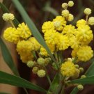 15 seeds - Acacia retinodes Silver Wattle Plant #ggvm5