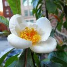 5 seeds - Franklinia alatamaha Rare Plant #ggvm5