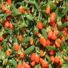 20 seeds - Lycium chinense - Wolfberries Goji Berries Plant #ggvm5