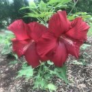 8 seeds - Hibiscus Lord Baltimore Plant #ggvm5