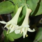 8 seeds - Lonicera utahensis or Rocky Mountain Honeysuckle Plant #ggvm5