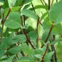 8 seeds - Lonicera utahensis or Rocky Mountain Honeysuckle Plant #ggvm5