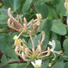 10 seeds - Lonicera etrusca - Donald Waterer Cream Honeysuckle Plant #ggvm5