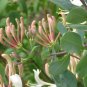 10 seeds - Lonicera etrusca - Donald Waterer Cream Honeysuckle Plant #ggvm5