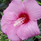 10 seeds - Hibiscus moscheutos Lady Baltimore Plant #ggvm5