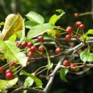 10 seeds - Malus baccata var. himalaica Plant #ggvm5