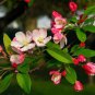 10 seeds - Malus baccata var. himalaica Plant #ggvm5