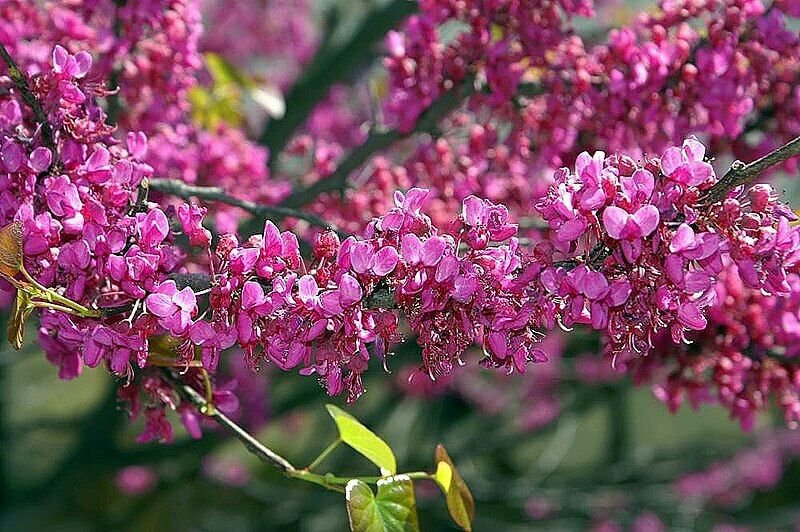 5 seeds - Cercis canadensis var. texensis Oklahoma | Texas Redbud Plant #ggvm5