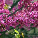 5 seeds - Cercis canadensis var. texensis Oklahoma | Texas Redbud Plant #ggvm5