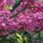 5 seeds - Cercis canadensis var. texensis Oklahoma | Texas Redbud Plant #ggvm5