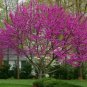 5 seeds - Cercis canadensis var. texensis Oklahoma | Texas Redbud Plant #ggvm5