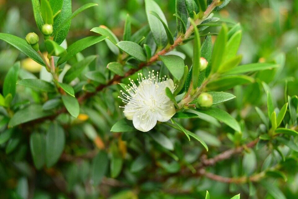 10 seeds - Myrtus communis - Dwarf Myrtle Plant #ggvm5