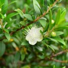 10 seeds - Myrtus communis - Dwarf Myrtle Plant #ggvm5