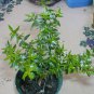 10 seeds - Myrtus communis - Dwarf Myrtle Plant #ggvm5