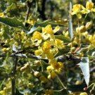 10 seeds - Mahonia haematocarpa - Red Mahonia Plant #ggvm5
