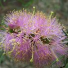 20 seeds - Melaleuca radula - Graceful Hornet Myrtle Plant #ggvm5