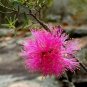 20 seeds - Melaleuca radula - Graceful Hornet Myrtle Plant #ggvm5