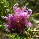 20 seeds - Melaleuca pulchella Pink Claw Flower Plant #ggvm5