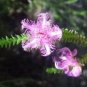 20 seeds - Melaleuca pulchella Pink Claw Flower Plant #ggvm5
