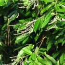 10 seeds - Oxydendrum arboreum Sourwood - Lily of the Valley tree Plant #ggvm5