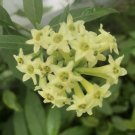 10 seeds - Cestrum parqui - Green Cestrum hardy willowleaved jasmine Plant #ggvm5