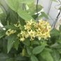 10 seeds - Cestrum parqui - Green Cestrum hardy willowleaved jasmine Plant #ggvm5