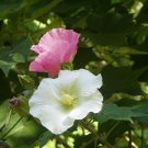 25 seeds - Hibiscus Cotton Rose Shrub Rare Single Plant #ggvm5