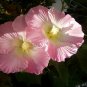 25 seeds - Hibiscus Cotton Rose Shrub Rare Single Plant #ggvm5