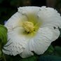 25 seeds - Hibiscus Cotton Rose Shrub Rare Single Plant #ggvm5