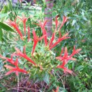 10 seeds - Anisacanthus quadrifidus wrightii - Hummingbird Bush Plant #ggvm5