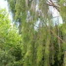 30 seeds - Melaleuca leucadendra - Weeping Paperbark Plant #ggvm5