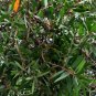 30 seeds - Melaleuca leucadendra - Weeping Paperbark Plant #ggvm5