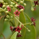5 seeds - Santalum album White Sandalwood or Chandana Plant #ggvm5