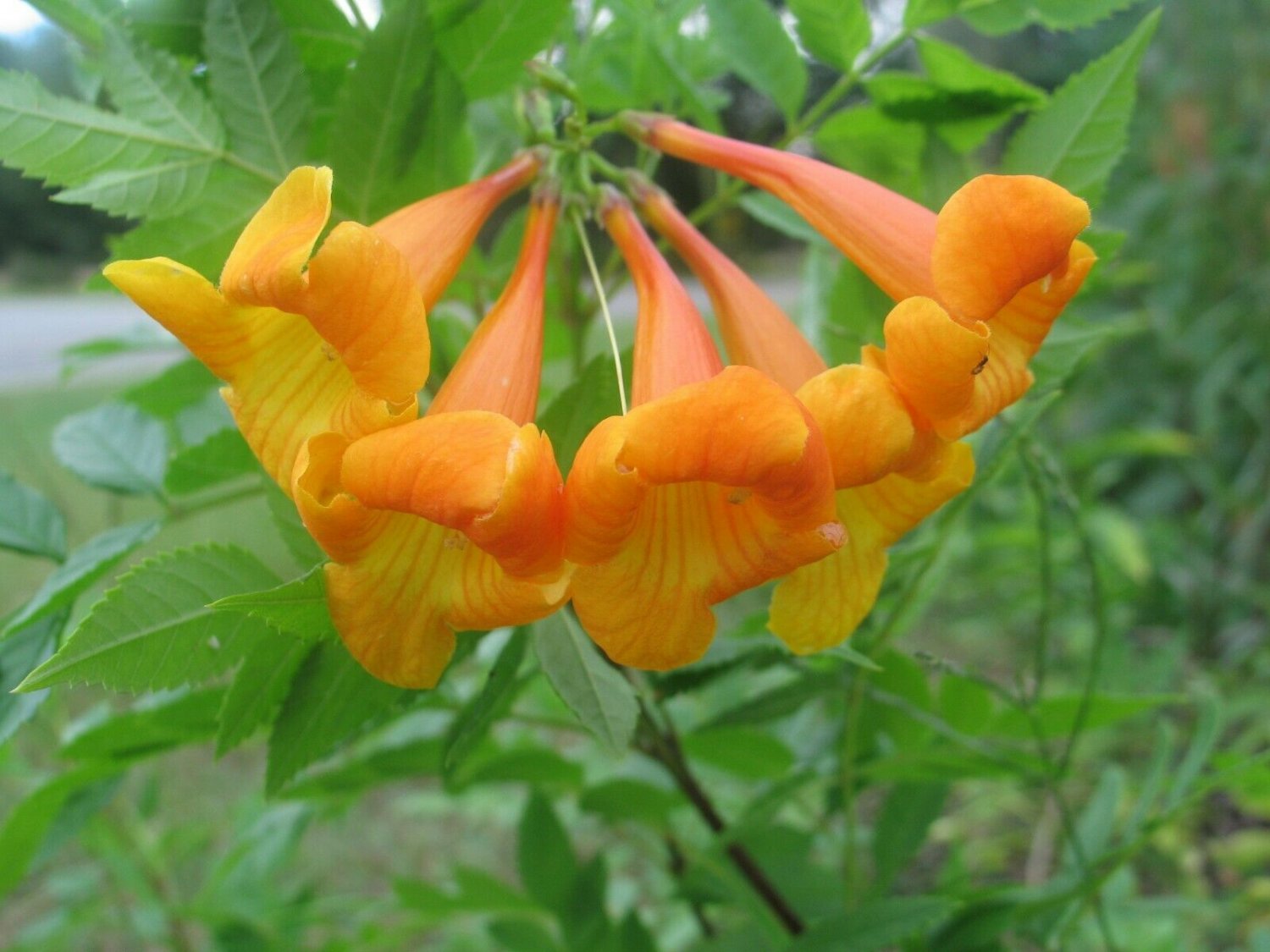 10 seeds - Tecoma smithii - Orange Bells Plant #ggvm5